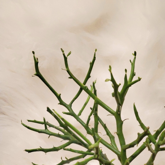 Potted Briar Patch Plant - Picture 2 of 2